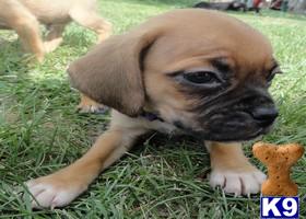 Pug Puppies