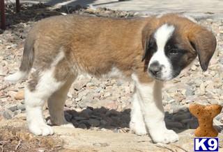 Saint Bernard Puppies in CO