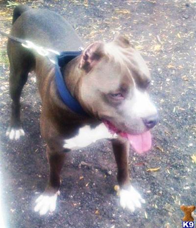 Stud Dogs in NJ
