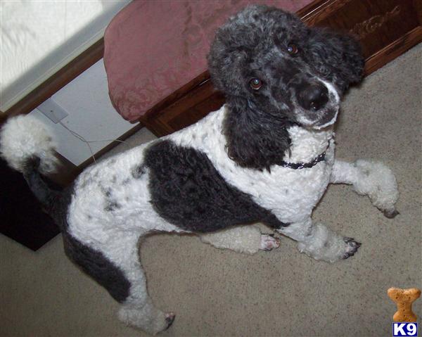Stud Dogs - Poodle