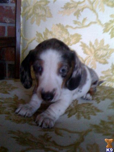 Dachshund Puppies for Sale
