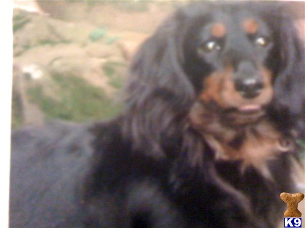 Dogs for Sale in OR