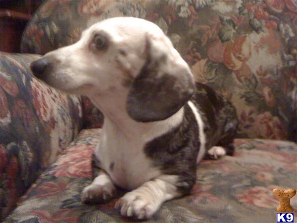 Puppies for Adoption