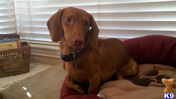 Stud Dogs - Dachshund