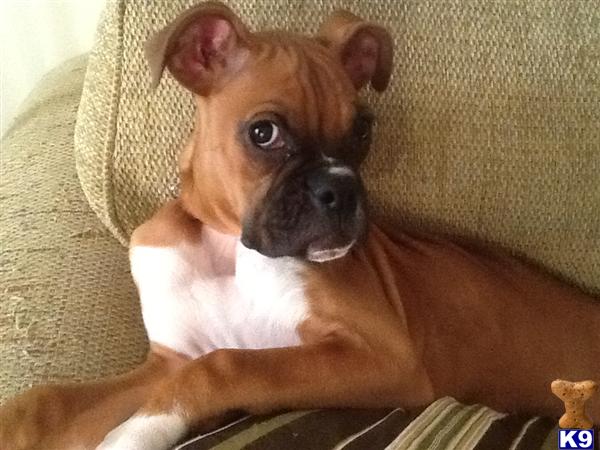 Dogs - Boxer