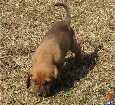 Puppies in NC