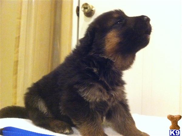 Puppies in AL
