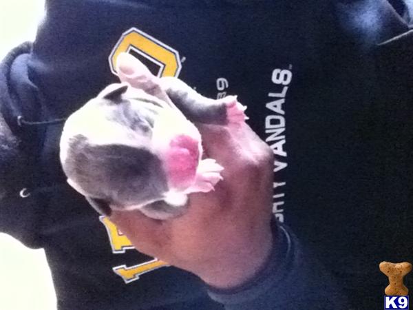 Puppies in ID