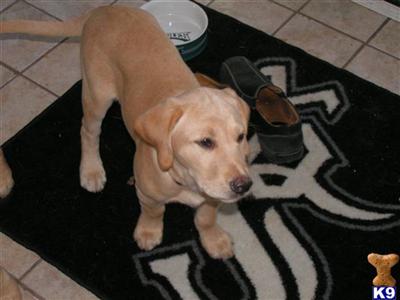 Puppies in IL