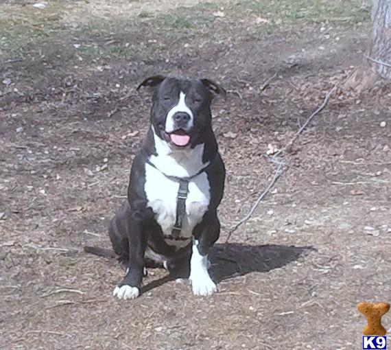 Stud Dogs in VA