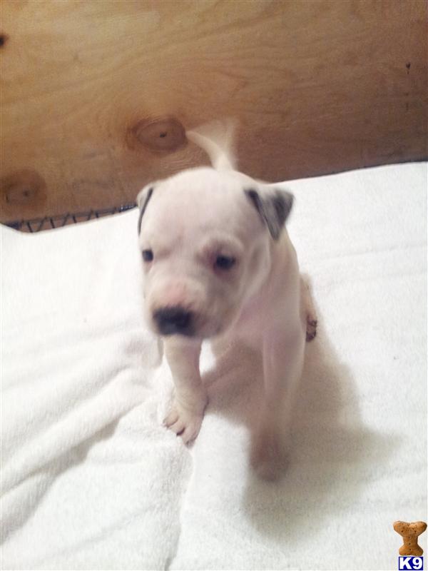 American Pit Bull Puppies in VA