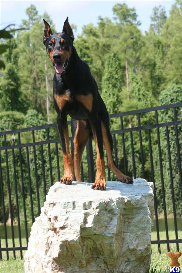 Stud Dogs - Doberman Pinscher