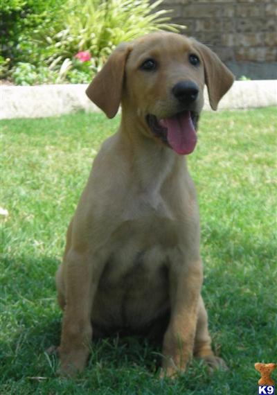 Labrador Retriever Puppies in TX