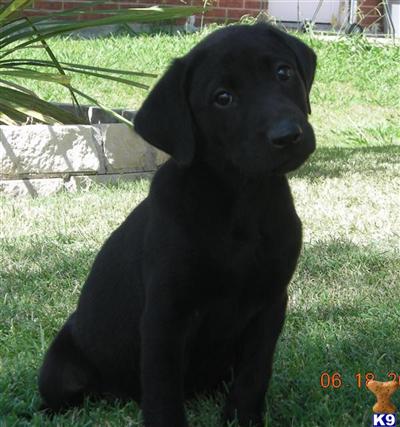Labrador Retriever Puppies in TX