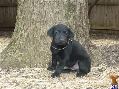 Labrador Retriever Puppies in TX