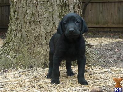 Labrador Retriever Puppies in TX