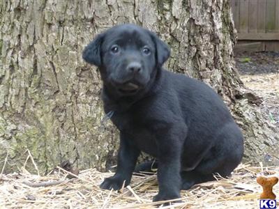 Labrador Retriever Puppies in TX
