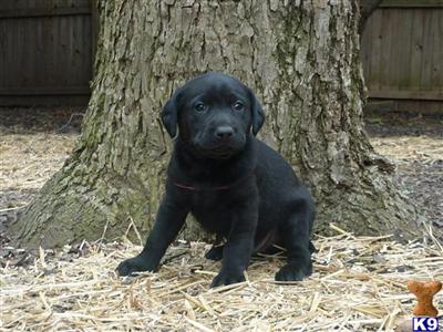 Labrador Retriever Puppies in TX