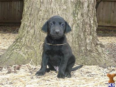 Labrador Retriever Puppies in TX