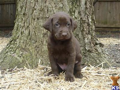 Labrador Retriever Puppies in TX