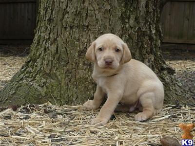 Labrador Retriever Puppies in TX