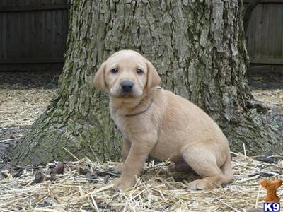 Labrador Retriever Puppies in TX