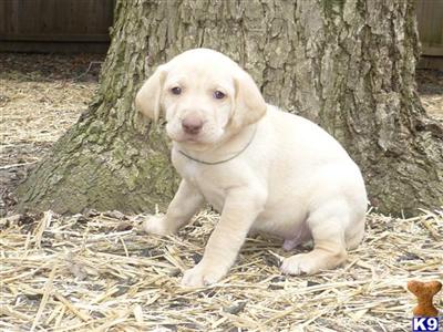 Labrador Retriever Puppies in TX