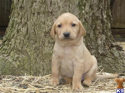 Labrador Retriever Puppies in TX