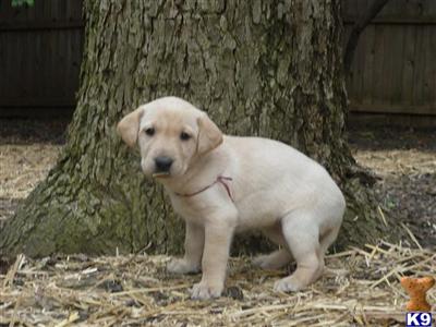 Labrador Retriever Puppies in TX