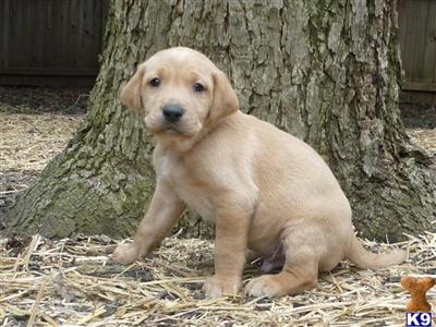 Labrador Retriever Puppies in TX