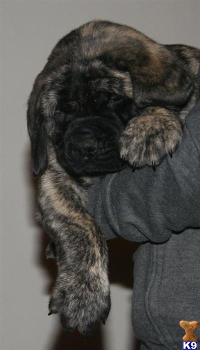 Dogs for Sale in WI