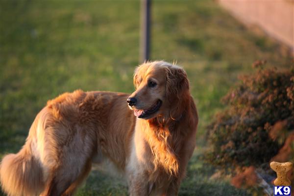Stud Dogs - Golden Retriever