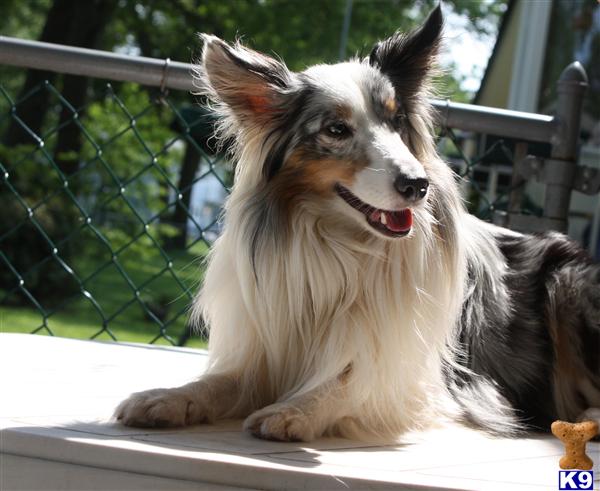 Stud Dogs - Shetland Sheepdog