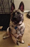 Norwegian Elkhound