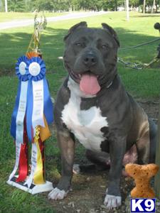 Stud Dogs in NH