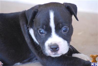 Puppies in AZ