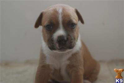 Puppies in AZ