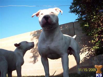 Adoption  Florida Dogs  Sale on Puppies For Sale    Text Puppies For Sale    Bull Terrier Breed