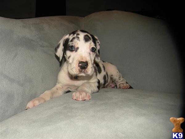 euro dane philadelphia pa usa great dane puppies for sale