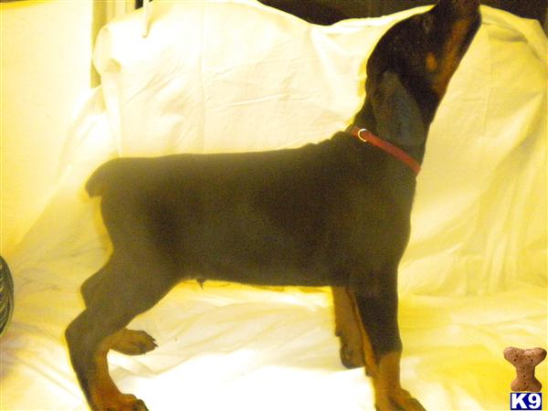 Doberman Pinscher Puppies in FL