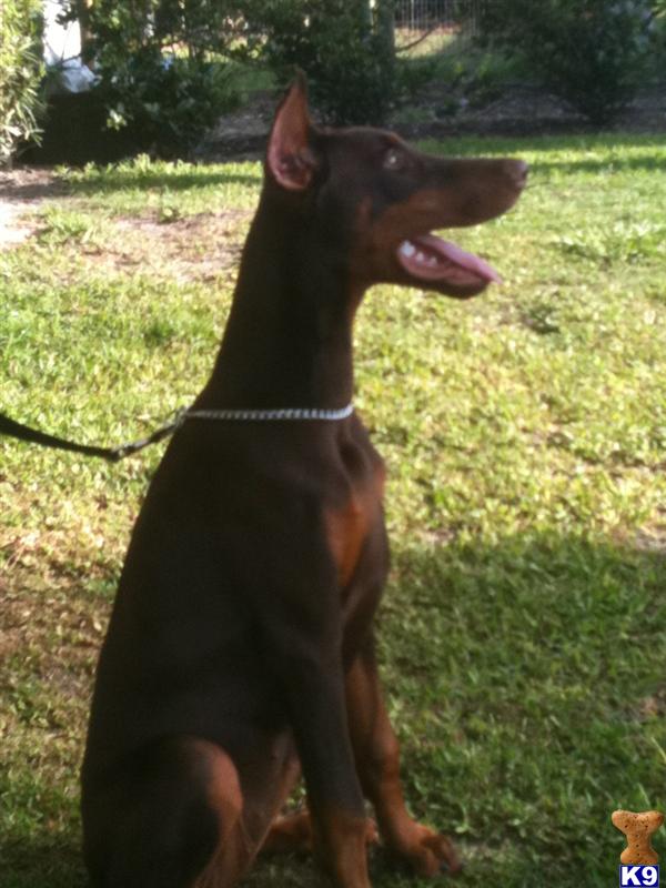 Puppies in FL