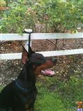 Doberman Pinscher