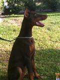 Doberman Pinscher