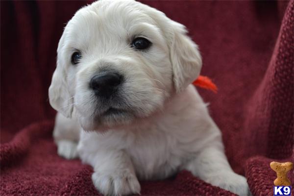 Golden Retriever Puppies in WI
