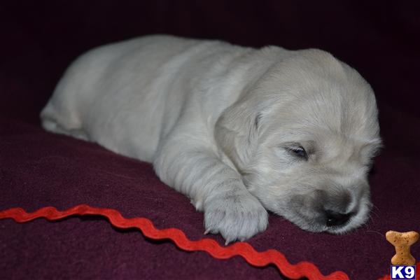 Golden Retriever Puppies in WI