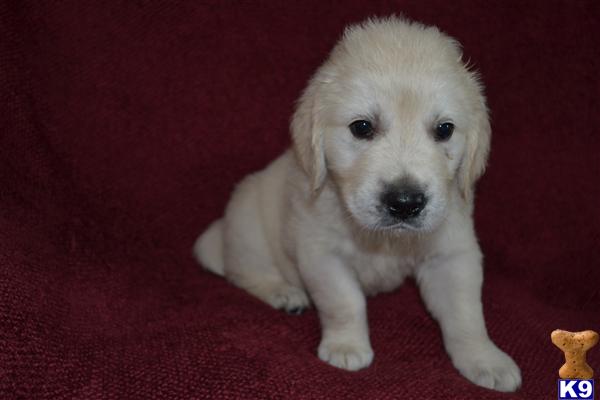 golden retriever rescue wisconsin goldendoodle northern california rescue breeds picture golden retriever rescue wisconsin goldendoodle northern california rescue breeds picture