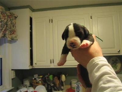 Puppies in CT