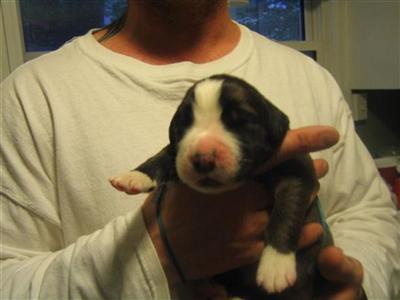 Puppies in CT