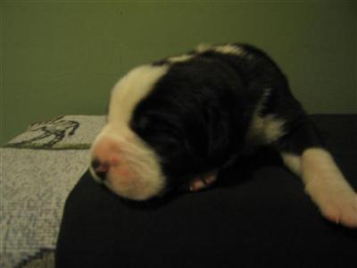 Puppies in CT