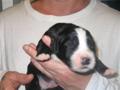 Puppies in CT